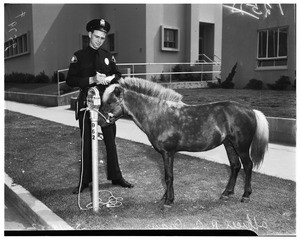Roving pony tied to parking meter, 1952