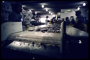 Tri-Marine Fish Company, San Pedro, 2004