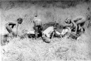 Meo dressing a sladang (saladang) carcass in French Indochina