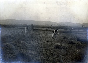 Grain farming near Pyŏngyang