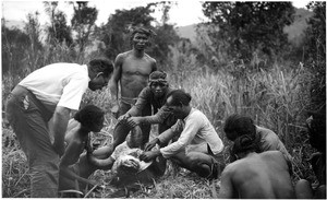 Dressing a sladang (saladang) carcass in French Indochina