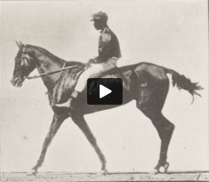 Horse Annie G. walking, saddled with a rider