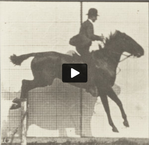 Horse Daisy jumping a hurdle, saddled with a rider