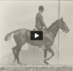 Horse Daisy trotting, saddled with rider