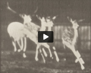 Fallow deer, buck and group of does, galloping