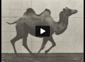 Bactrian camel galloping