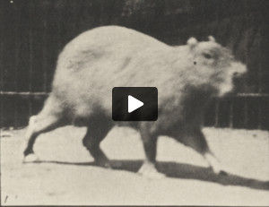 Capybara walking