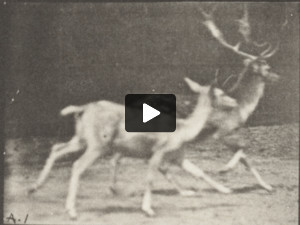 Fallow deer, buck and doe trotting