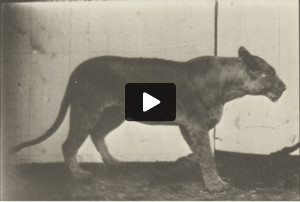 Lioness walking