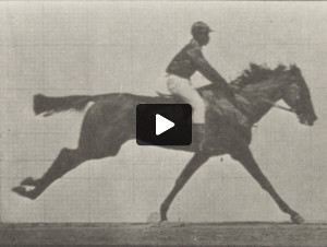 Horse Annie G. galloping with rider