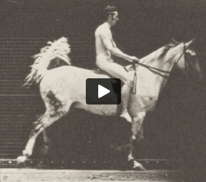 Horse Smith cantering, saddled with nude rider