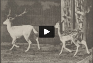 Fallow deer, buck and doe trotting