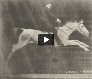 Horse Pandora jumping hurdle, saddled with a rider, knocking over the hurdle and landing