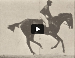 Horse Annie G. cantering, saddled with rider