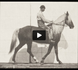 Horse Buckskin walking, lame right front foot, with rider