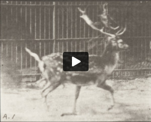 Fallow deer, buck, trotting, and galloping