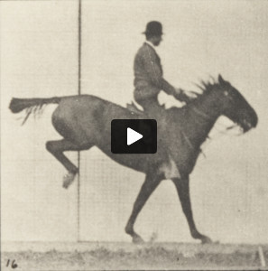 Horse Daisy jumping a hurdle, saddled with a rider