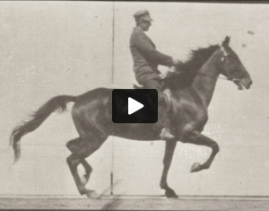 Horse Beauty trotting saddled with rider