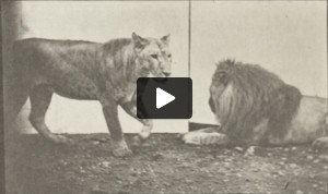 Lioness walking and lion lying down