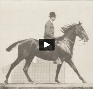 Horse Daisy cantering, saddled with rider