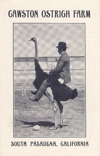 Car Excursion Card from Cawston Ostrich Farm