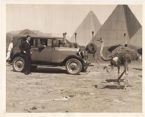 Ostriches Amid the Pyramids at Cawston Ostrich Farm