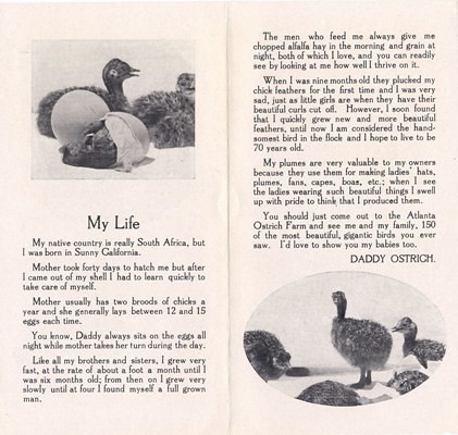 Atlanta Ostrich Farm Pamphlet: "My Life, By Daddy Ostrich" (Back)