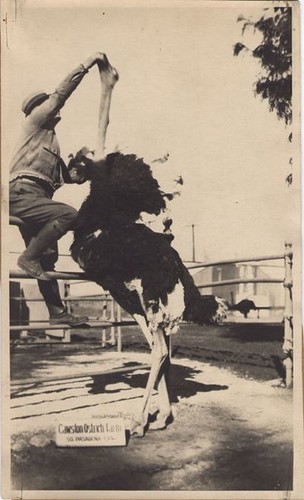 John Harding of Cawston Ostrich Farm in "Stretching Things a Bit" (MGM)