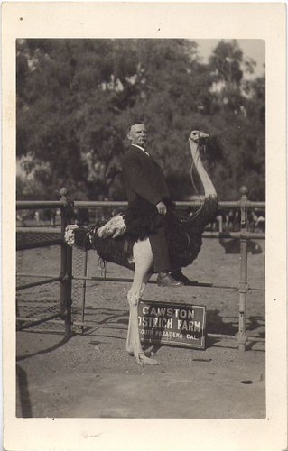 Cawston Ostrich Farm Postcard: Man Riding an Ostrich