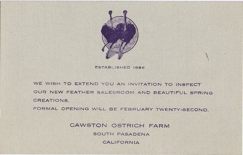 Cawston Ostrich Farm Invitation Postcard: Spring Fashions