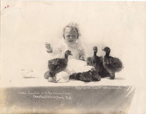 Baby with Three Ostrich Chicks from Cawston Ostrich Farm