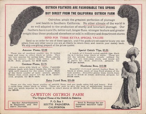 Cawston Ostrich Farm Advertisement Card - "300 Gigantic Birds" (Back)