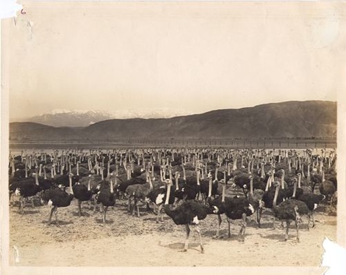 Flock of Ostriches at Breeding Farm in Hemet, CA