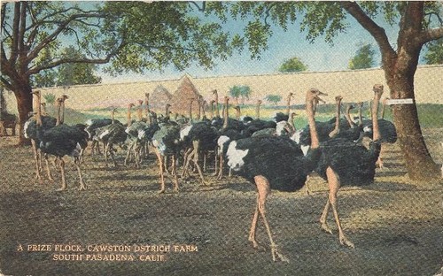 Cawston Ostrich Farm Postcard: "A Prize Flock"