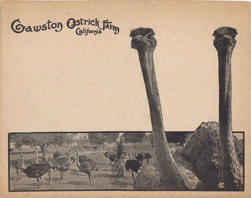 Cawston Ostrich Farm Advertisement Card, Two Ostriches (Back)