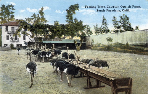 Cawston Ostrich Farm Postcard: "'Feeding Time'"