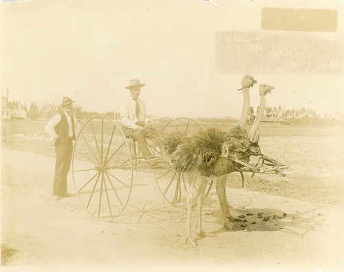 Pasadena Ostrich Farm - Racing Team of Ostriches — Calisphere