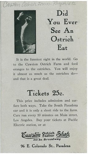 Cawston Ostrich Farm Pamphlet, "Anna Held Riding a Cawston Ostrich" (Front)