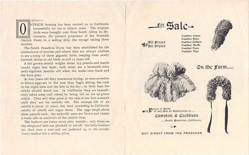 South Pasadena Ostrich Farm Pamphlet (Back)