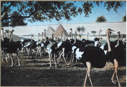 1975 Slide Show: Cultural Landmarks of South Pasadena: Cawston Ostrich Farm