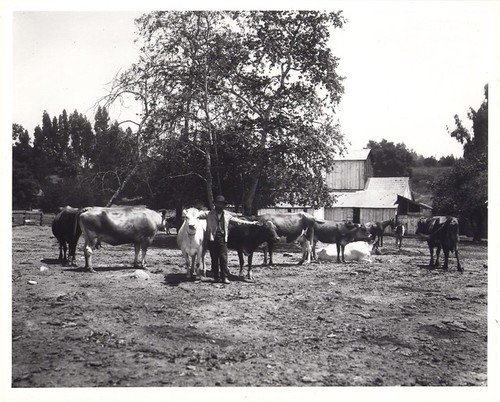 Man with Cows in Arroyo Dairy