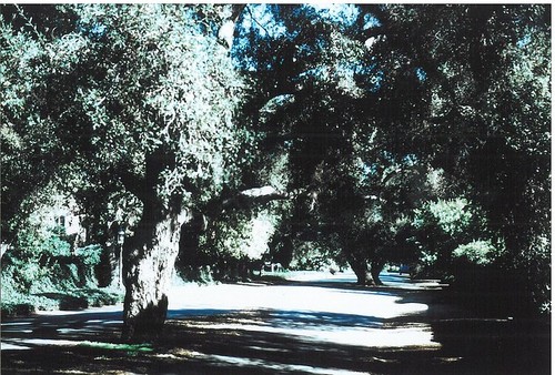 1975 Slide Show: Cultural Landmarks of South Pasadena: Ashbourne/ Chelten Intersection