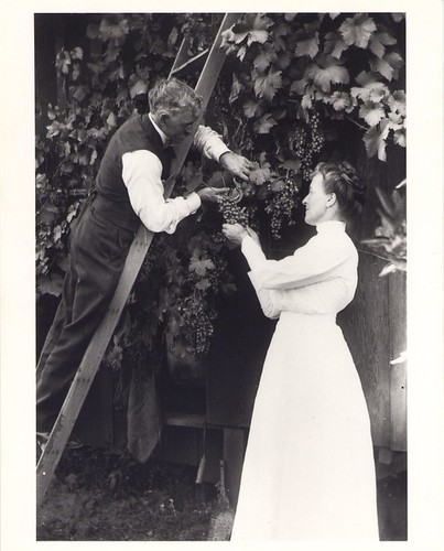 H. J. Kenny and Wife Maud Picking Grapes from Arbor