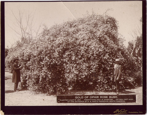 Rust and Unknown Man, Gold of Ophir Rose Bush at Rust Home