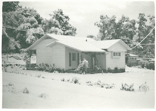 Snowy Yard, Trees and House