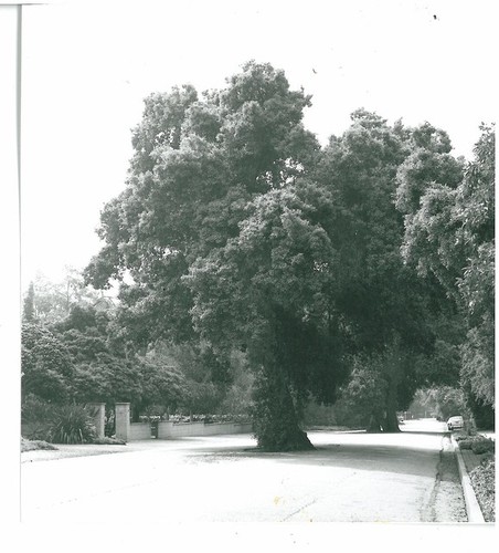 Large Tree at Ashbourne/Chelten, CHC Landmark #12