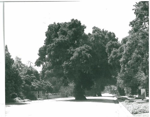 Trees at Ashbourne/Chelten, CHC Landmark #12