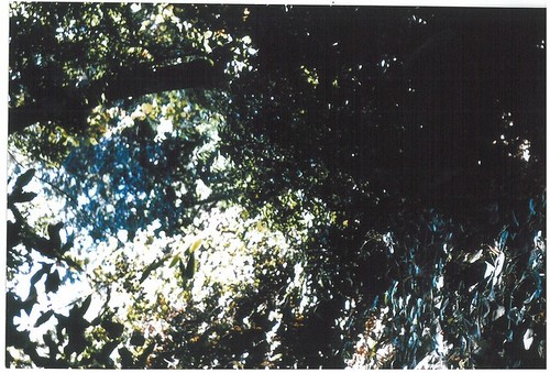 1975 Slide Show: Cultural Landmarks of South Pasadena: Arroyo Trees