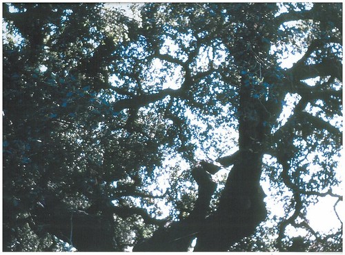 1975 Slide Show: Cultural Landmarks of South Pasadena: Clokey Oak (Hybrid Oak) in Leaf