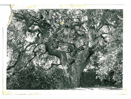 Rare Hybrid Oak Tree at 2007 Ashbourne Drive (Residence - Tree is on Chelten Way)